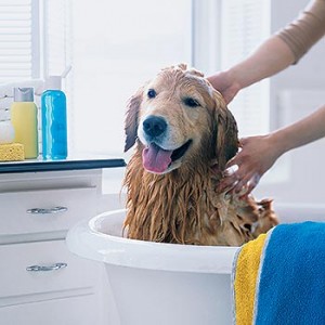 dog-in-bath