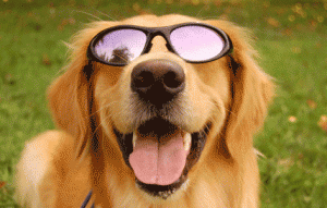 dog-sunglasses